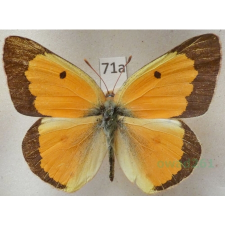 Colias eurytheme Boisduval, 1852 male USA71a